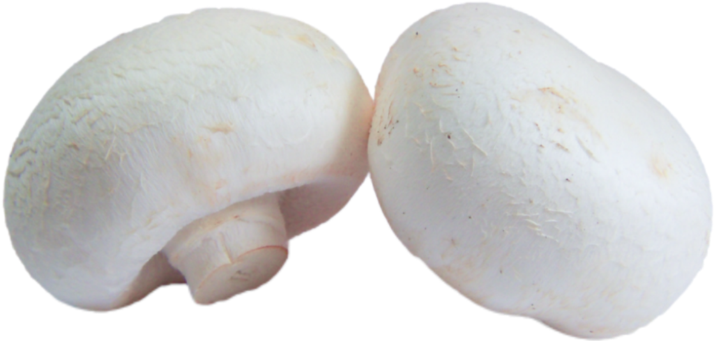 White Mushroom