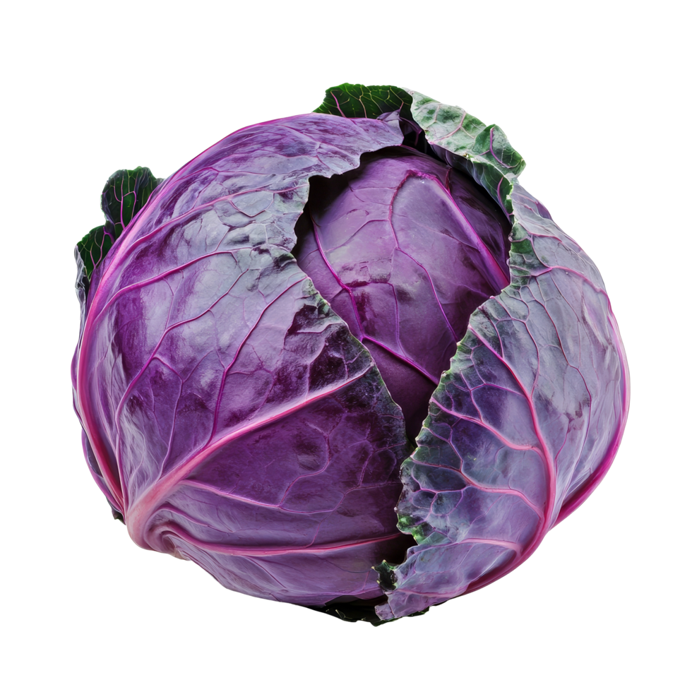 Purple Cabbage